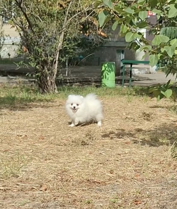 Белая пушинка! Померашка на ладошку! Лучший подарок Любимой! Киев.