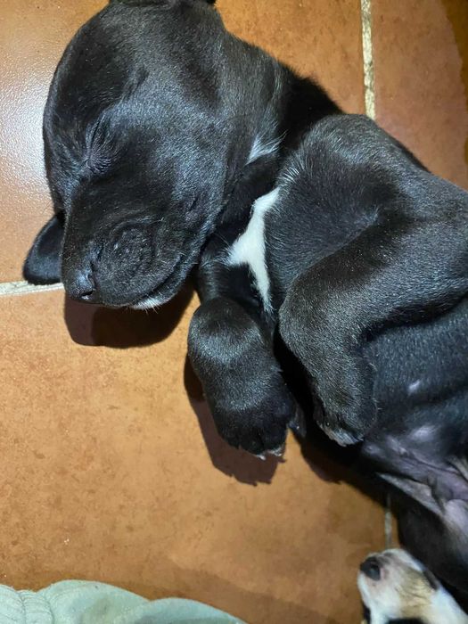 Estes patudos procuram um lar cheio de amor!