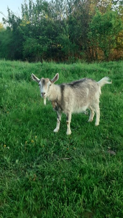 Срочно продам молоді кози