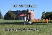 Łajka jakucka nie owczarek nie collie nie samojed