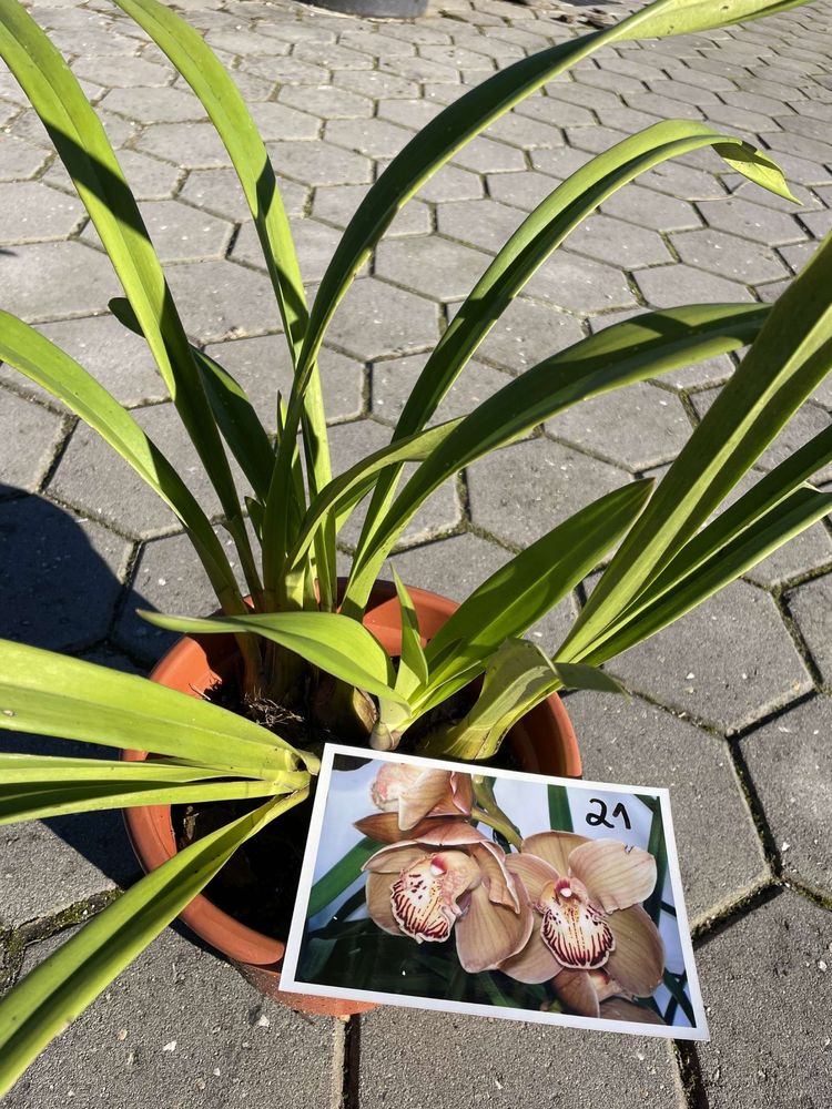 Orquídeas de varias cores