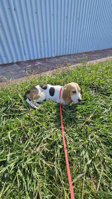 Beagle tricolo macho