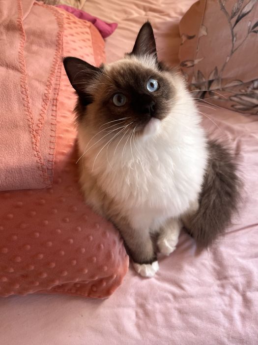 Ragdoll spokojny miziasty /prawdziwy rodowod/turkusowe oczy/badania