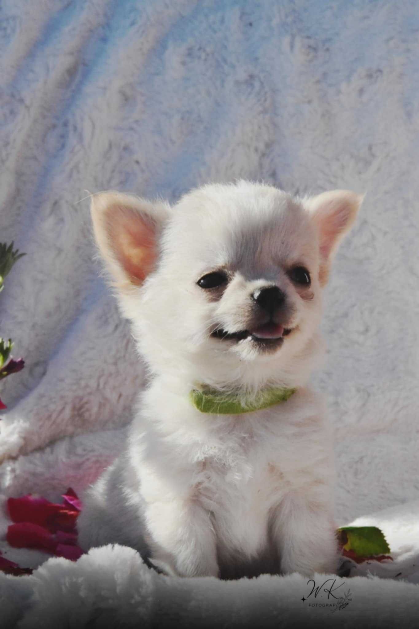 SIMBA - Długowłosy Chihuahua