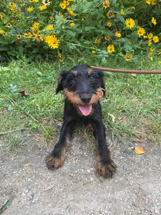 Helka- śliczna terierka do adopcji
