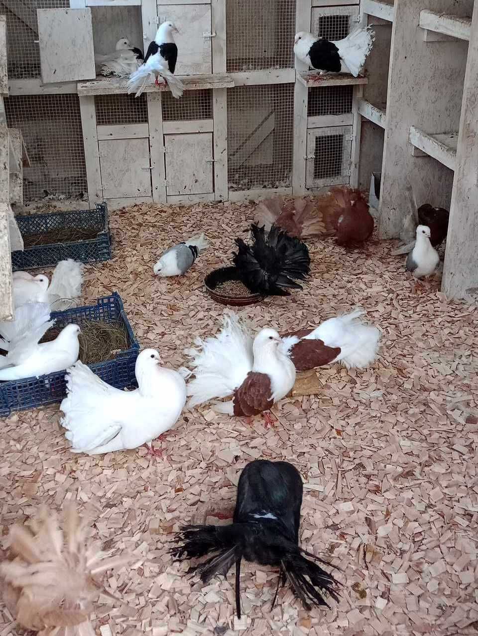 Pawik czarny, pawiki, gołębie sprzedam.