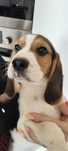 Śliczny piesek rasy Beagle