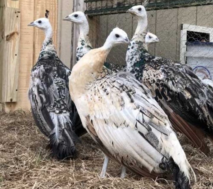 Paw  pawie  CZARNOSKRZYDŁE  para   polecam