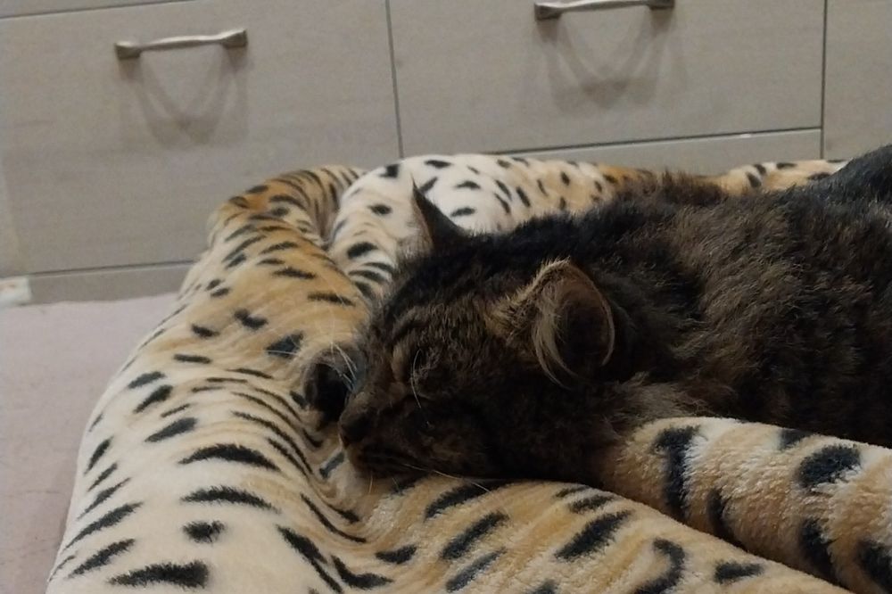 Пропал кот Хантер