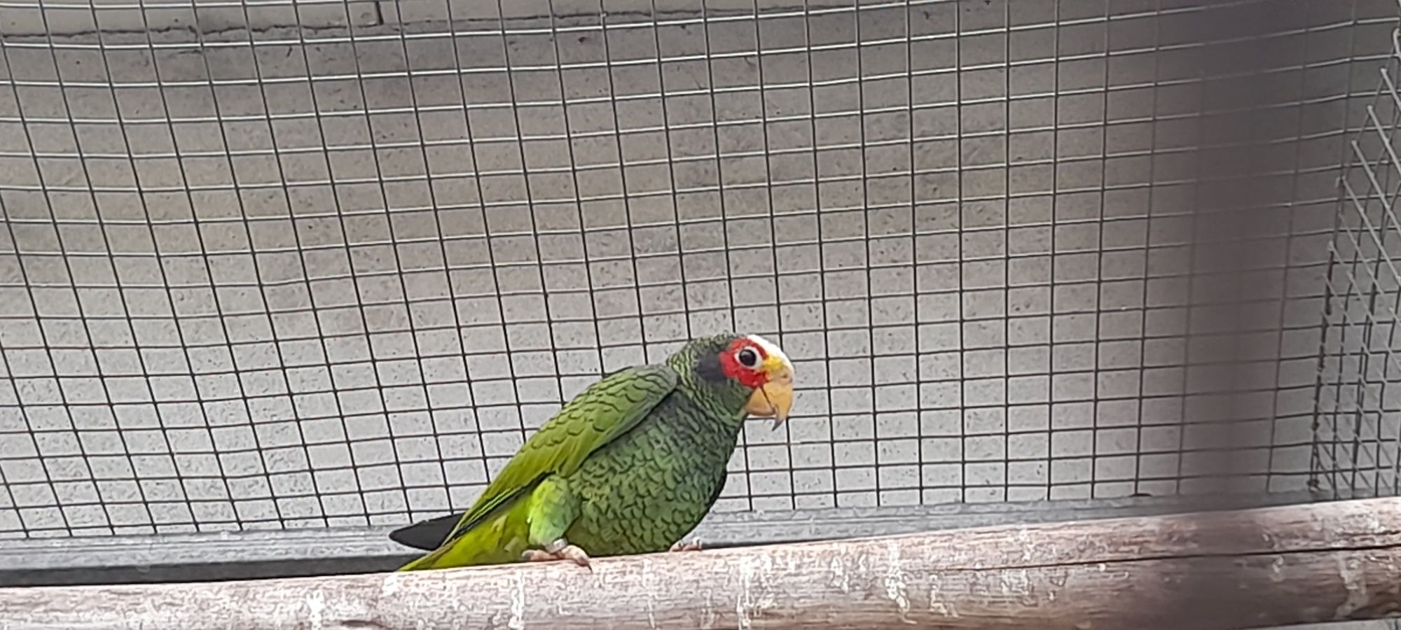 Amazona Xantholora
