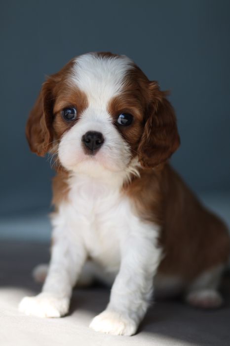 ***Cavalier King Charles Spaniel**