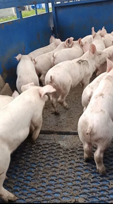 Продам поросята свині