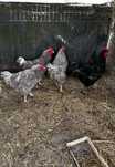 Jersey gigante e maline