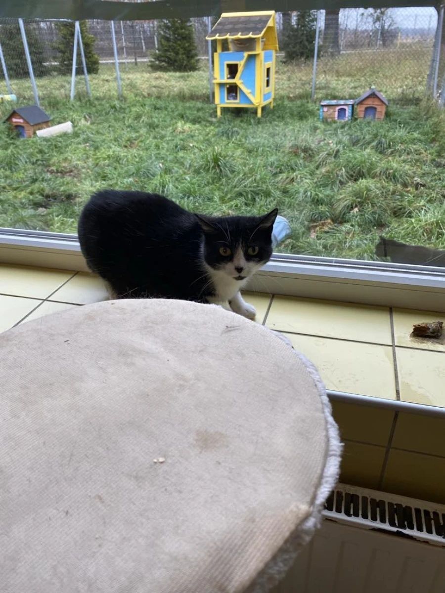 Kotka Iwa dla cierpliwych ludzi do adopcji!