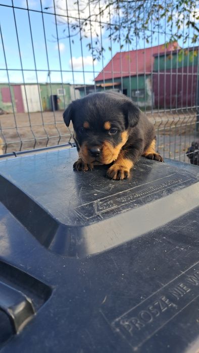 Suczka Rottweiler