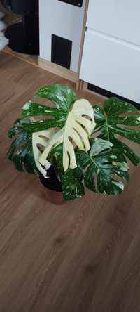 Monstera thai constellation halfmoon