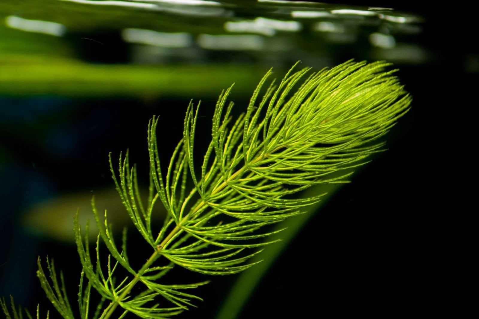 Lemna / Salvina / Limnobium / Ceratophylum -flutuantes- aquário, lago