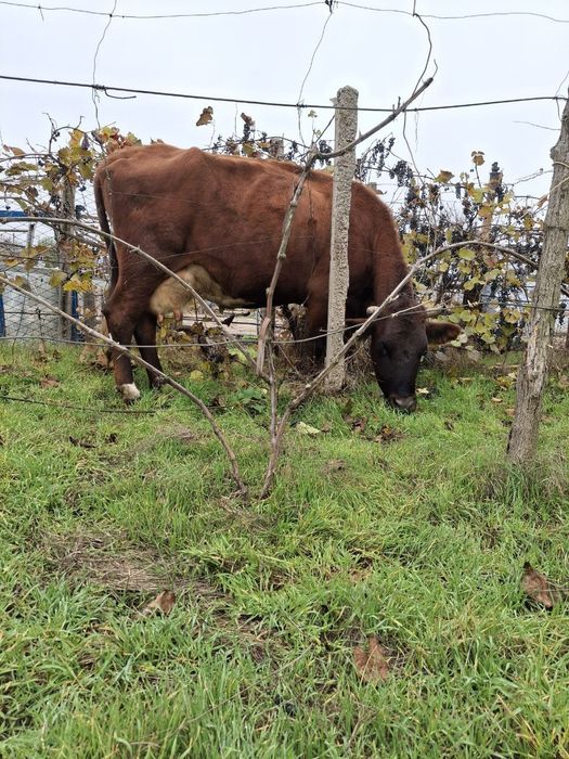 Продаётся корова
