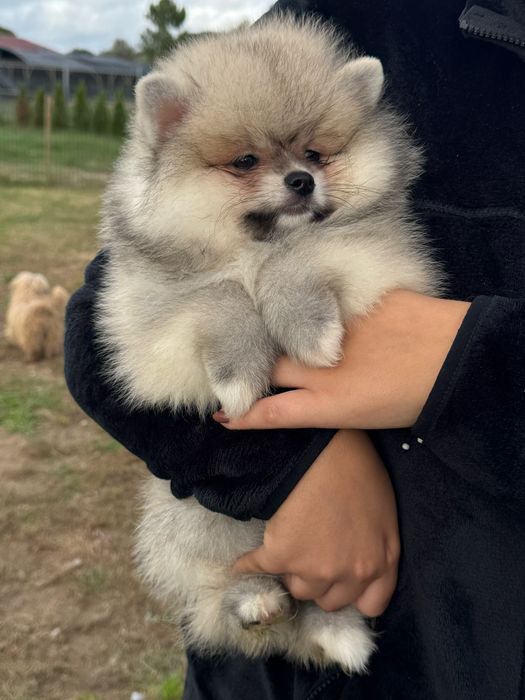 Lulu da Pomerania