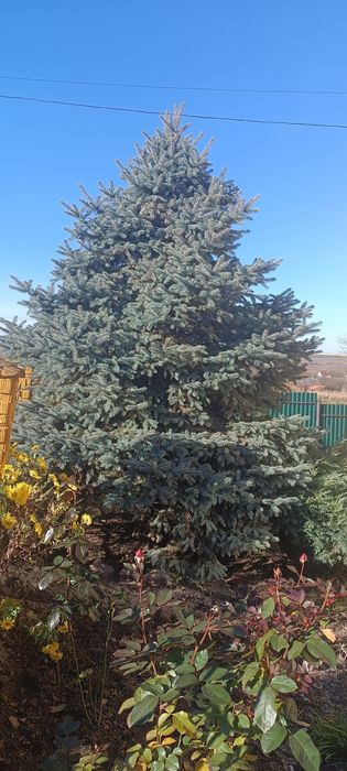 Продаж живої ялинки