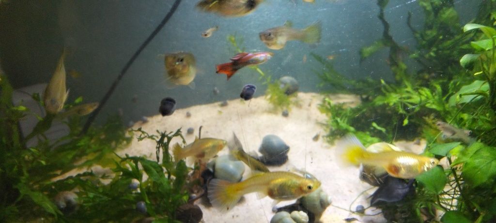 Guppys. Criação própria.