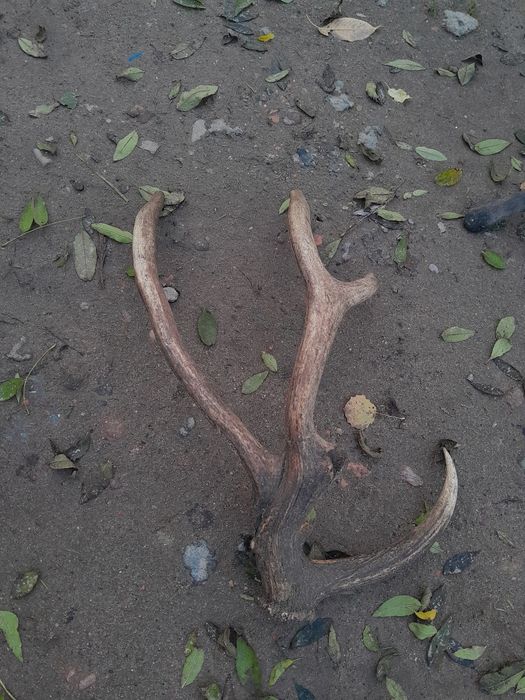 Poroże zrzuty rogi myłkus unikat.