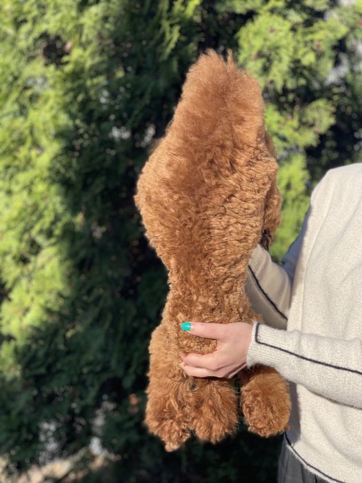 Мальчик той пудель Редбраун для вязки