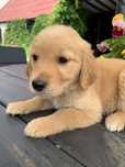 Sandy śliczna złota sunia golden retriever