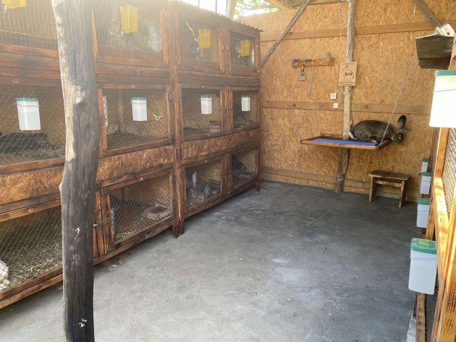 Бельгійський Велетень