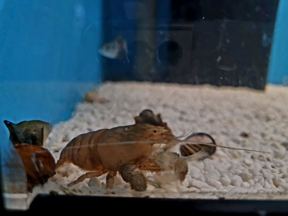 Krewetka filtrująca gabońska vampir
