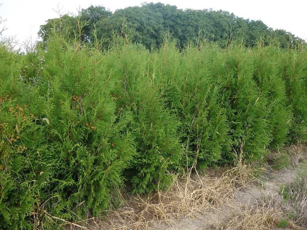 Thuja Brabant! Tuja, tuje! 200,220,240,250cm! Sadzimy! Nasz Transport!