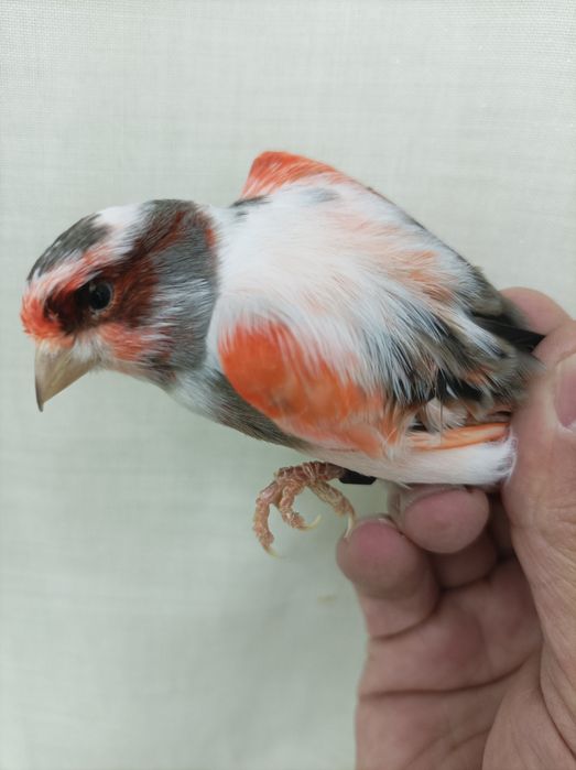 Arlequim Português  Machos