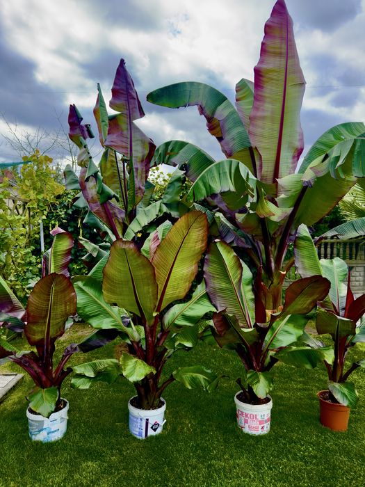 Bananowiec Maurelii różne  wysokości.