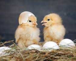 інкубаційне яйце несушки