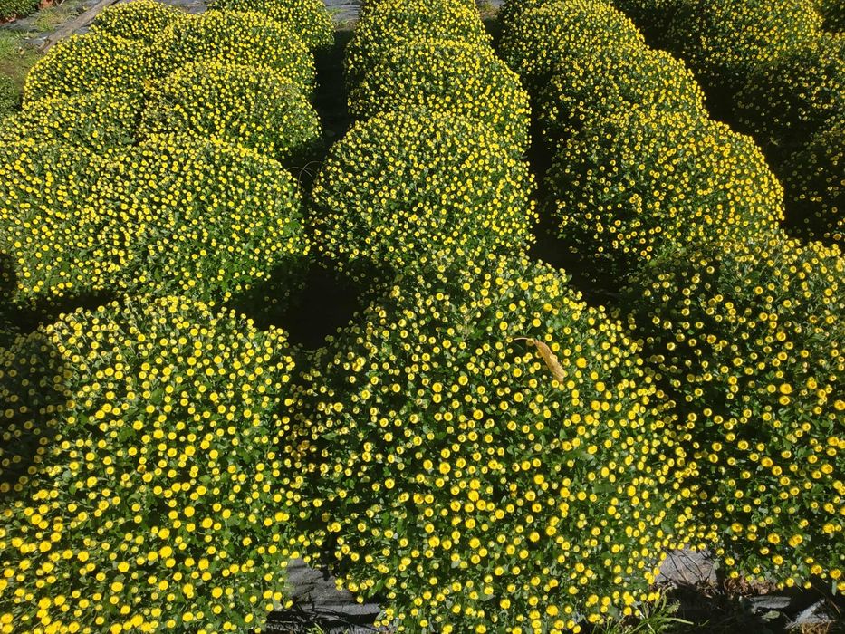 Chryzantemy drobnokwiatowe