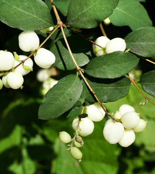 Bergenie,Konwalie,Liliowce,Rośliny starodawne