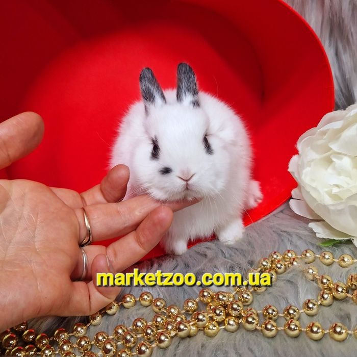 Мініатюрний голандський кролик шикарного типу!!!