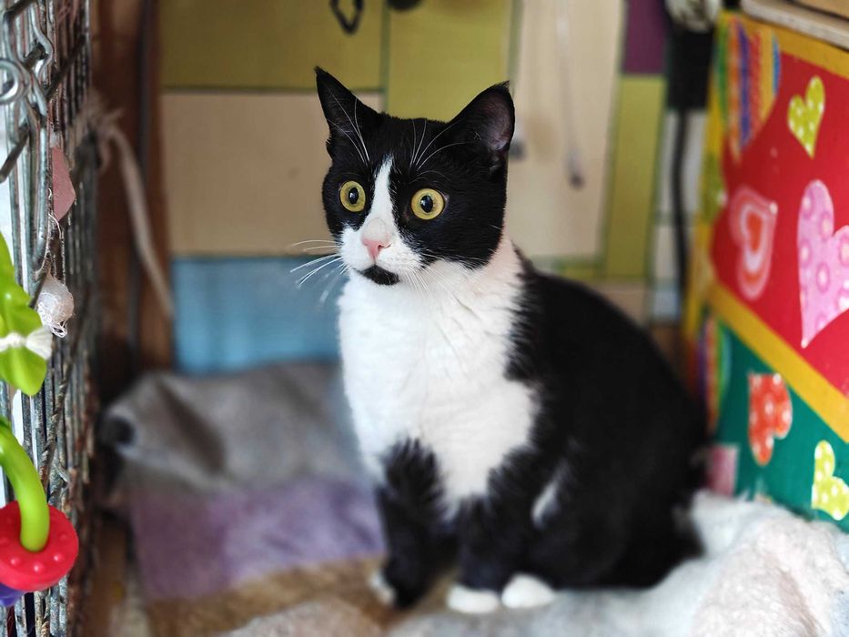 Маюша чекає на людину, якій подарує любов! кішка 1рік кошка кіт кошеня