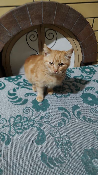 Рыжий котенок в добрые руки