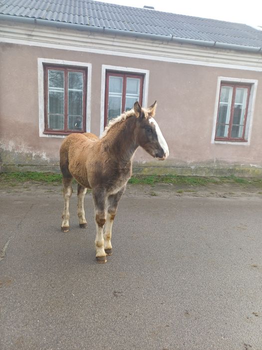 Klacz 9 lat z ogierkiem