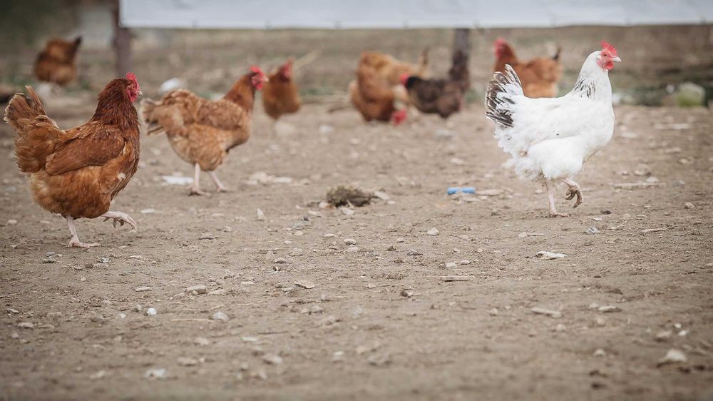 Rosa Leghorn - Najbardziej Nieśne Kurki Darmowy Transport
