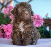 Lagotto Romagnolo ZKwP FCI - brązowy PIES z białymi znaczeniami
