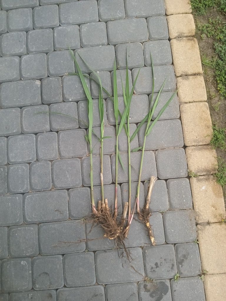 Miskant olbrzymi