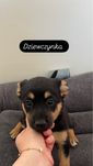 Oddam w dobre ręce