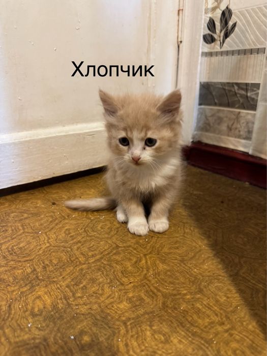 Віддам кошенят у добрі руки
