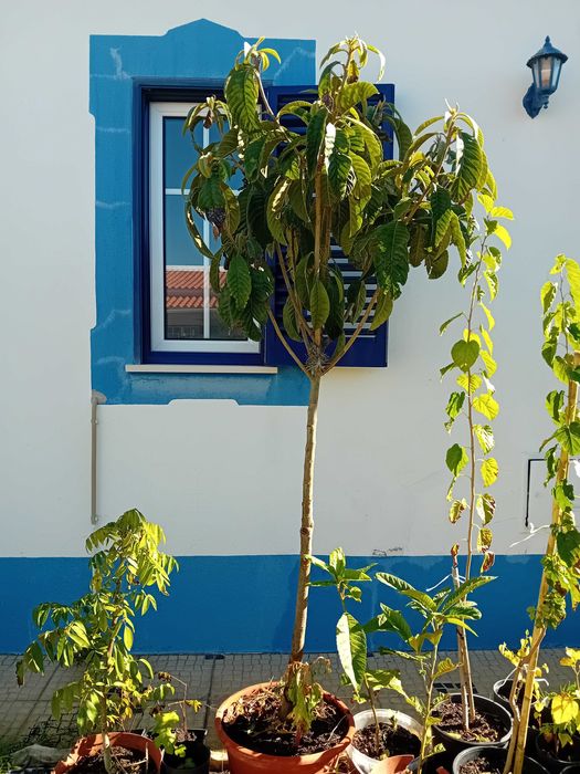 Nespereira com cerca de 1.70/1.80m