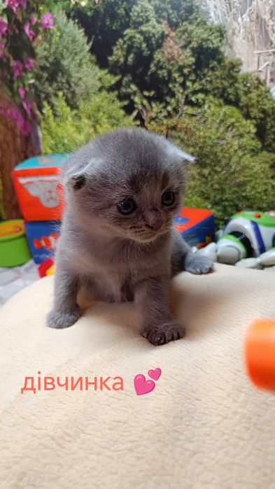 Кошенята Шотланд та британці