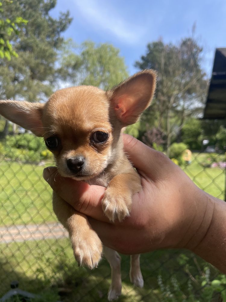 Chihuahua chlopiec