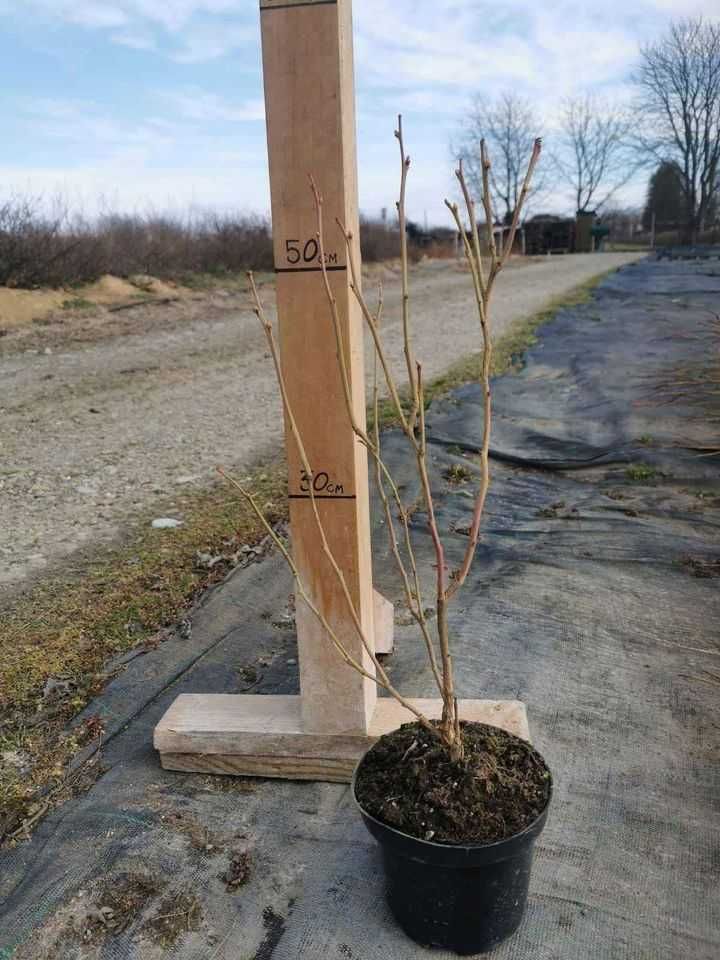 Sadzonki Borówki Amerykańskiej UKORZENIANA TRADYCYJNIE