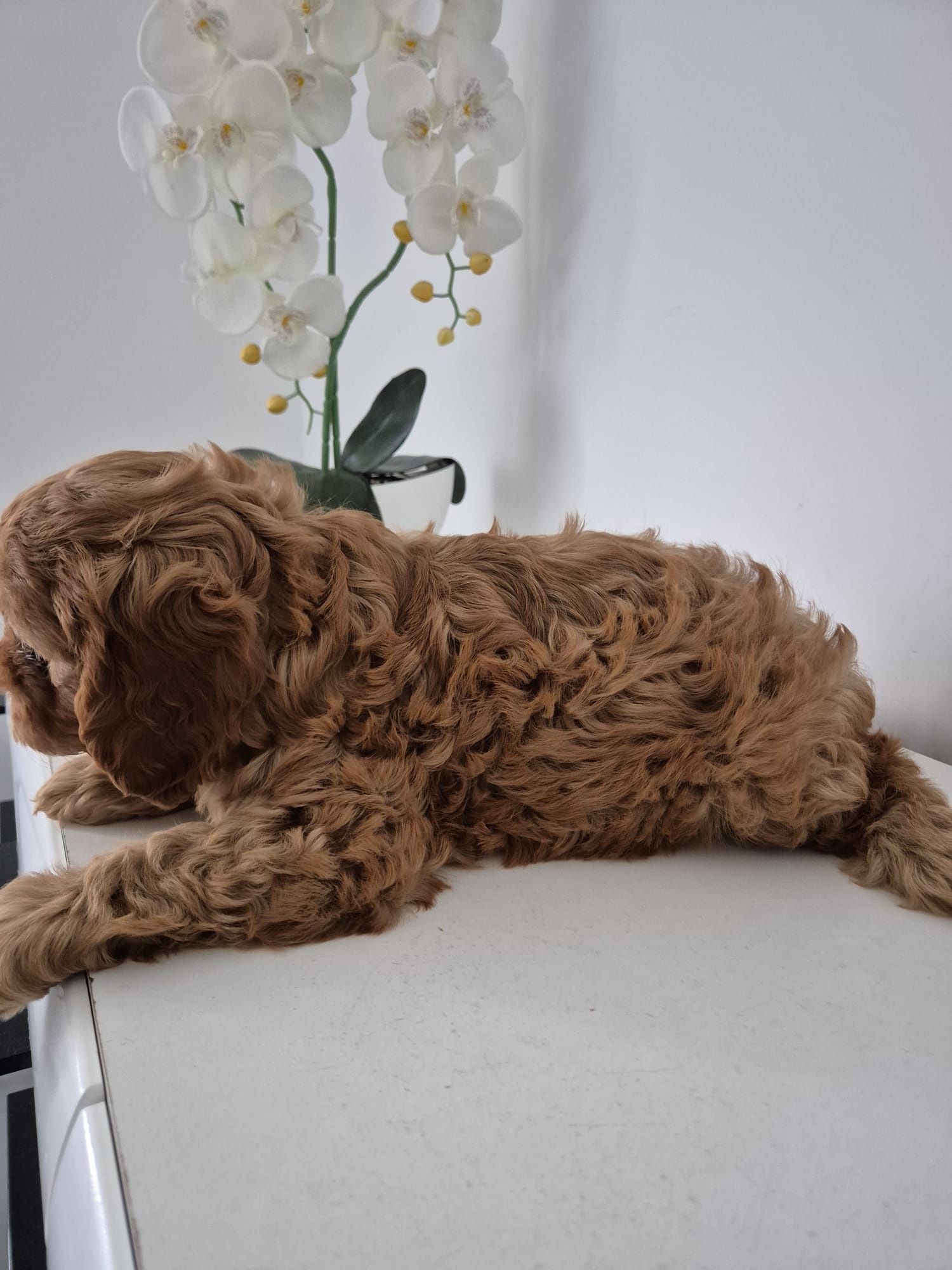 Piesek Cavapoo F1 Cavalier & Pudel